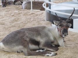 One reindeer lying down