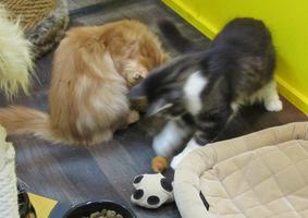 Long hair orange kitten and short hair white and gray tabby laying with cat toys