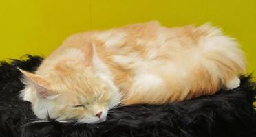 Long-haired orange cat asleep on cat tree