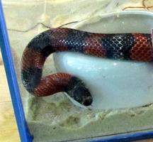 Red and black banded snake