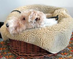 Fox terrier in basket; only head is sticking out