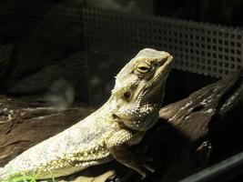 Profile of green iguana