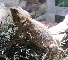Profile of iguana