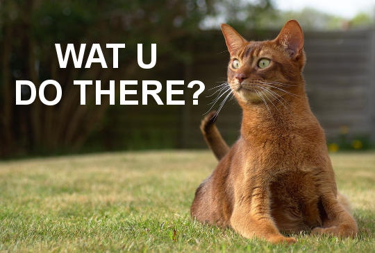 alert cat saying 'WAT U DO THERE?'