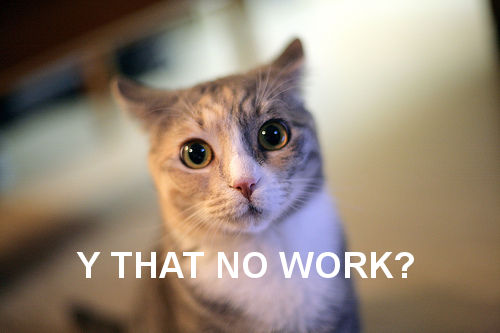 Confused cat with caption: Y that no work?