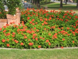 red flower bed