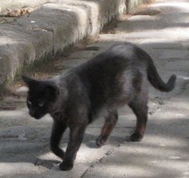 a black cat in the cemetery