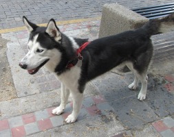 husky or samoyed dog