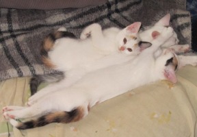 three white kittens, stretched out asleep