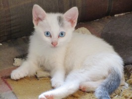 white kitten with blue eyes