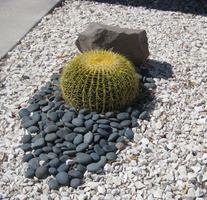cactus in bed of black stones