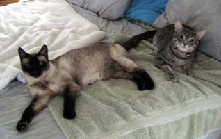 siamese and tabby cats