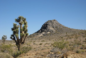 cactus in foreground, mountain in background