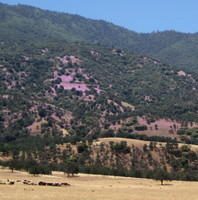 hills with purple foliage