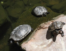 three turtles on a rock