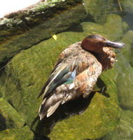 brown duck-like bird