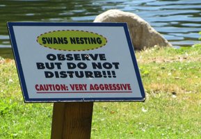 Sign reading: Swans Nesting. Observe but do not disturb. Caution: Very Aggressive