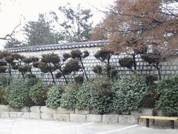 Plants along wall 