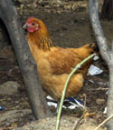 Chicken at Sadang 
