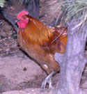 Rooster at Sadang 