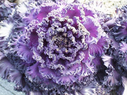 Flower closeup (2) 