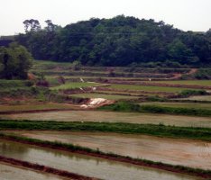 Rice paddies seen from KTX train