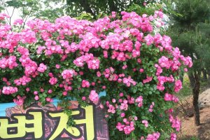 Rose Festival at Seoul Grand Park