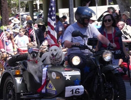 Man on motorcycle with two dogs in sidecar; one dog is wearing flag goggles