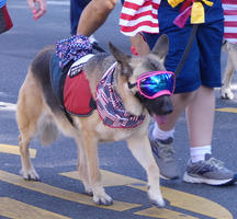 German Shepherd with flag neckerchief and sunshade goggles