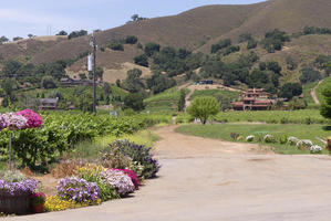 Long view of winery; flowery bushes in foreground,