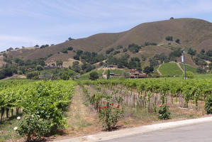 grape vines in foreground; hills in background