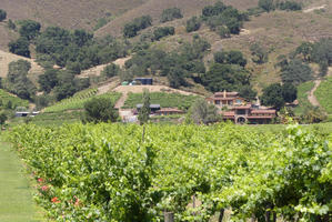 Vineyards in foreground
