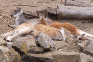 Gray and orange-colored kangaroos at rest