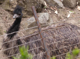 Side view of emu looking at camera