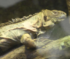 Green iguana (side view)