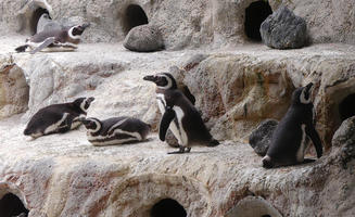 Brown and white penguins lying on rocks
