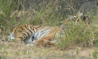 Tiger ling on its side in the grass