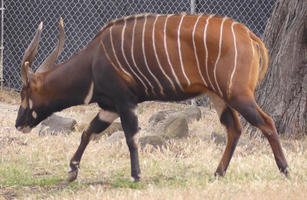 brown gazelle-like animal with thin white stripes on side