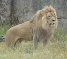 Standing lion (3/4 profile)