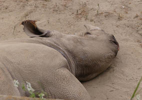 Rhinoceros sleeping on its side