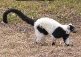 white lemur with black tail (side view)