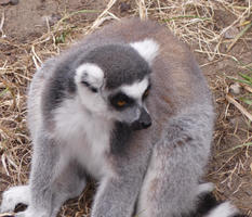 Gray and white lemur