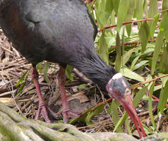 Bird with red legs and beak