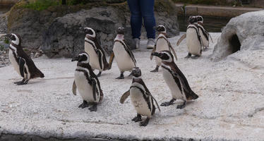 Penguins standing in rows