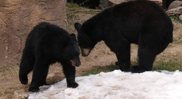Black bear cubs playing
