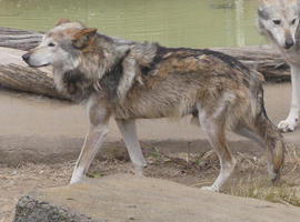 Gray wolf (side view)