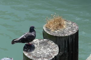 Pigeon on post at Pier 39