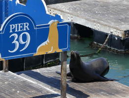 Sea Lion at Pier 39