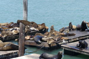 Many sea lions on rafts at pier