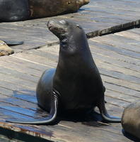 Sea lion looking to its right